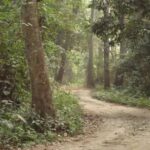 ଆଜି ଅନ୍ତର୍ଜାତୀୟ ଜଙ୍ଗଲ ଦିବସ