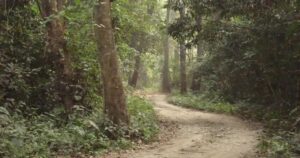 ଆଜି ଅନ୍ତର୍ଜାତୀୟ ଜଙ୍ଗଲ ଦିବସ