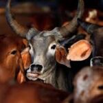 ଓଡ଼ିଶାରେ ଗୋ-ମାଫିଆଙ୍କୁ ନିସ୍ତାର ନାହିଁ: ଆକ୍ସନ ମୋଡ୍‌ରେ ପୋଲିସ, ଜାଣନ୍ତୁ ଗୋ-ସୁରକ୍ଷା ପାଇଁ କ’ଣ ରହିଛି କଠୋର ନିୟମ