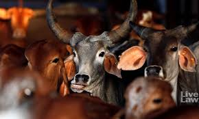 ଓଡ଼ିଶାରେ ଗୋ-ମାଫିଆଙ୍କୁ ନିସ୍ତାର ନାହିଁ: ଆକ୍ସନ ମୋଡ୍‌ରେ ପୋଲିସ, ଜାଣନ୍ତୁ ଗୋ-ସୁରକ୍ଷା ପାଇଁ କ’ଣ ରହିଛି କଠୋର ନିୟମ