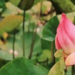 ପଶ୍ଚିମବଙ୍ଗରେ ଦମଦାର ବିଜୟ ପରେ ବିଜେପି ବିଜୟ ଭିଡିଓ ଜାରି କରିଛି