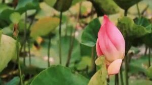 ପଶ୍ଚିମବଙ୍ଗରେ ଦମଦାର ବିଜୟ ପରେ ବିଜେପି ବିଜୟ ଭିଡିଓ ଜାରି କରିଛି