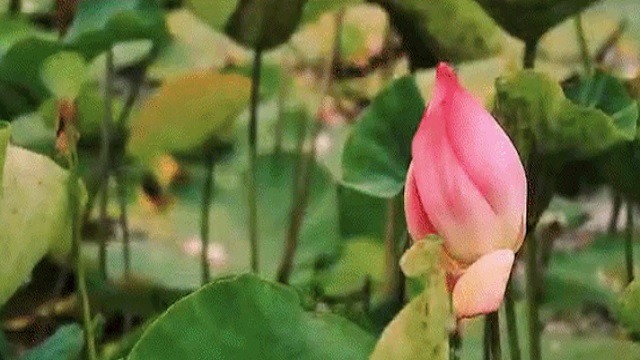 ପଶ୍ଚିମବଙ୍ଗରେ ଦମଦାର ବିଜୟ ପରେ ବିଜେପି ବିଜୟ ଭିଡିଓ ଜାରି କରିଛି